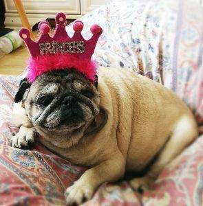 Miszur poleca się na sprzedaż