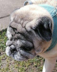 Miś Miszur ozdabia krajobraz swą osobą