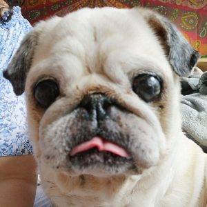 Moja kochana, dobra, piękna i mądra Osoba Psia