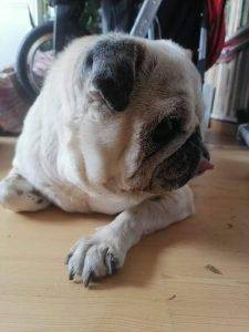 jak dostać mentalnego płynu w osierdziu, tamponady mózgu i zawału serca w jednym