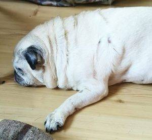 Wąż-Grubas, najkrótszy i najtłustszy wonsz ozdobny miniatura