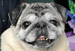 zębiczny uśmiech Misia Miszura