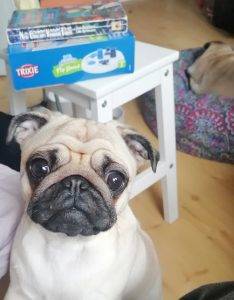 codzienne obowiązki Czuczu