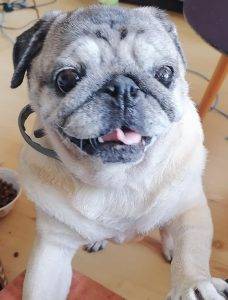 codzienne obowiązki Miszurka