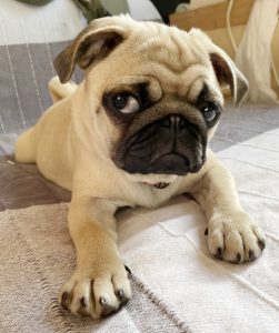 Czuczu niewiniątko, a Matka mu marudzi…