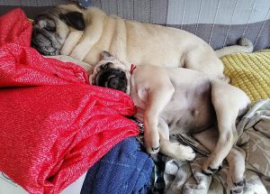 Permanentne Pandemonium w Bobo-Pierdolniczku