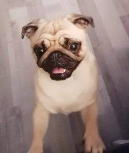 Czuczu w Domu Uciech i Pyszności