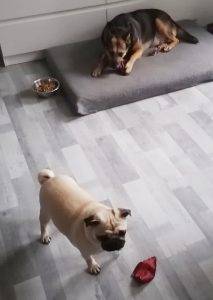 Małe Czuczu i Wujek Rodo