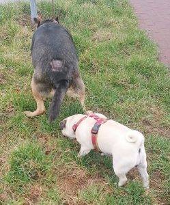 Małe Czuczu i Wujek Rodo szukają wiosny