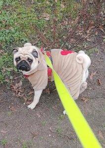 Małe Czuczu przebiera nóżkami