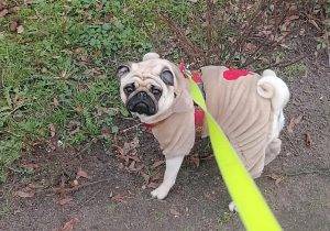 Czuczełko – wiosenna spacerowiczka