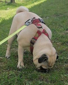 🌿Małe Czuczu znalazło Wiosnę 🐛 oraz nutrię!