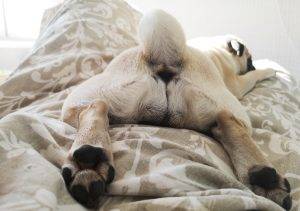 Małe Czuczu luksusowcem