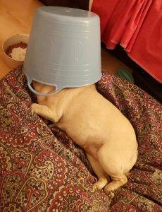 przedwiosenne przesilenie