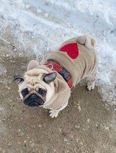 mopsi zaspołamacz, szronożerca i śniegościgacz