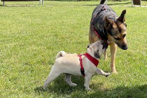 piknik zapoznawczy z Wujkiem Rodo