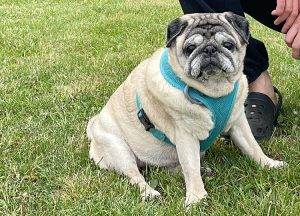 Mopsia Babunia Misia Miszunia