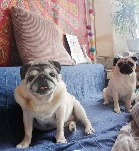 Trzy stany mopsiego skupienia (2): Mamo, to są nasze prywatne sprawy!