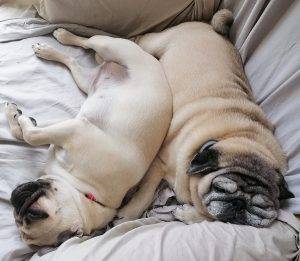 Czuczu i Miszurek – trzy stany skupienia (3): spanko-przytulanko