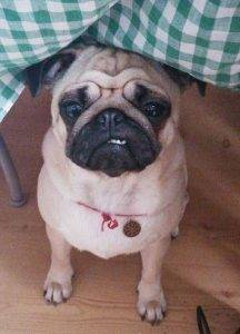 Mała arogantka, słodka awanturnica i entuzjastka codzienności