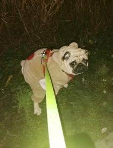 Małe Czuczu jest z cukru