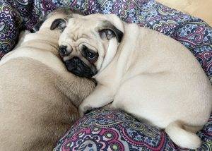 Pędrak Złodziej, jego Wonna Pryzma i Małe Czuczu