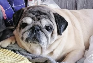 nauka samoobrony dla Misia Miszura