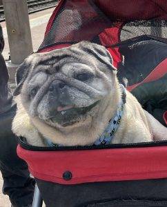 Miszurek w swojej karocy