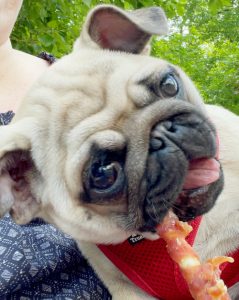 Rolnicze uzębienie Miszura i zabawkowe ryżowe ząbki Czuczu