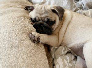 Słodkie mopsie poranki