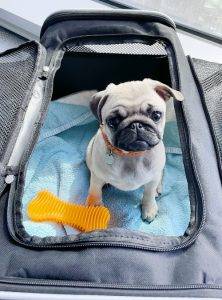 Małe Czuczu wspiera kobiety w technologiach! Bo może :)