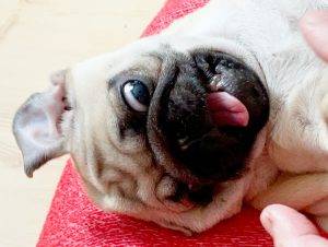 Alarm!!! Pryzma Miszurka została zarobaczona!