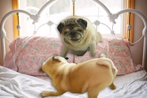 Gwałtu rety, bijo sie!