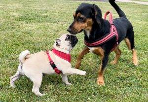 pierwsza Czuczełkowa koleżanka z podwórka