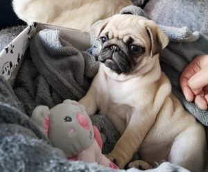 Małe Czuczu idzie z wizytą