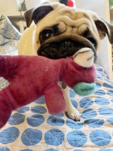 Skacze, gryzie, szarpie, pluje, jojczy… No generalnie: szczeniaczkuje!