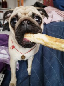 Czuczu jojczy – samo nie wie o co…