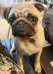 Małe Czuczu rozkminia świat