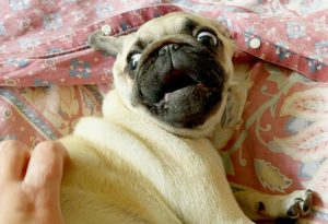 Czuczu w roli karalucha na pryzmie kompostu