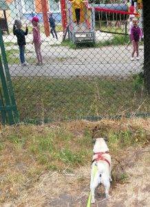 Czuczło chce chodzić do przedszkola!