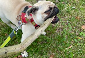 Czuczełkowe spacerki wrześniowe