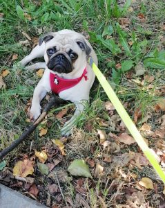 Małe Czuczu szuka jesieni