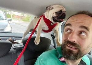 Czuczu-dzikus jedzie autem