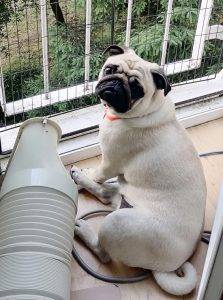 Czuczu Kszypczak czyni pandemonium!