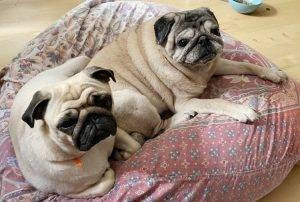 mopsikowe letnie popołudnia