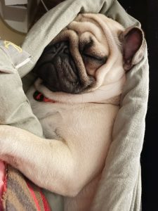 Małe Czuczu potrzebuje kangurowania