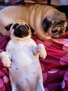 Mopsie spanko jesienne