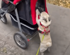 Czuczu wozi swoją Lalę Miszur w wózeczku