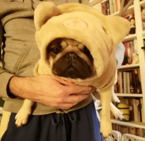 Kurdupelek szuka oznak zimy