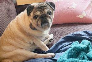 Miszur kocha święty spokój, a my kochamy Miszura